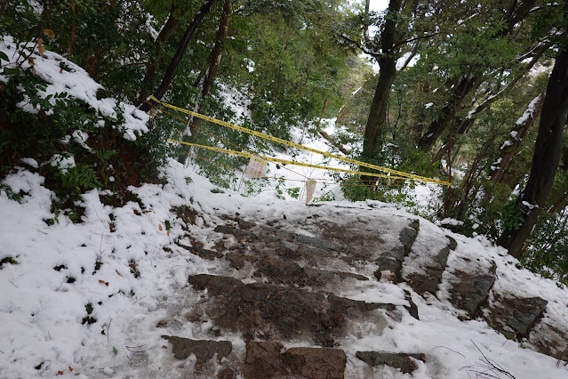 鳥取県米子市久米町 米子城跡の正面登山道の降りた所でユキヒメドリが