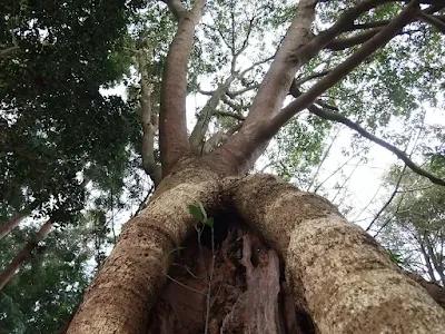 米子市 青木神社の椨（タブ）の木
