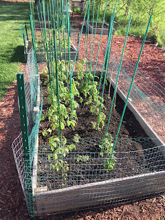 Lettuce and tomato plants in a suburban raised bed garden