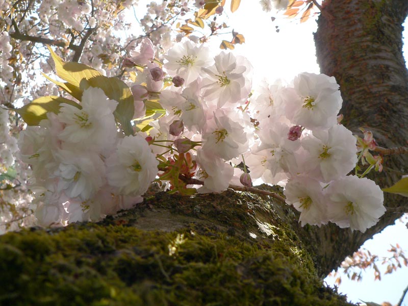 cherry tree drawing in blossom. for the Cherry tree in