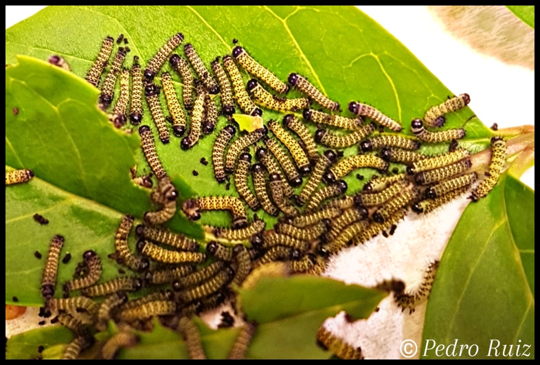 Larva L1 de Samia ricini Zebra