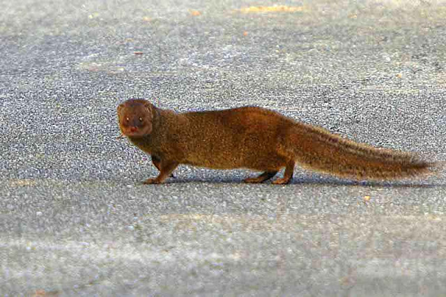 mongoose