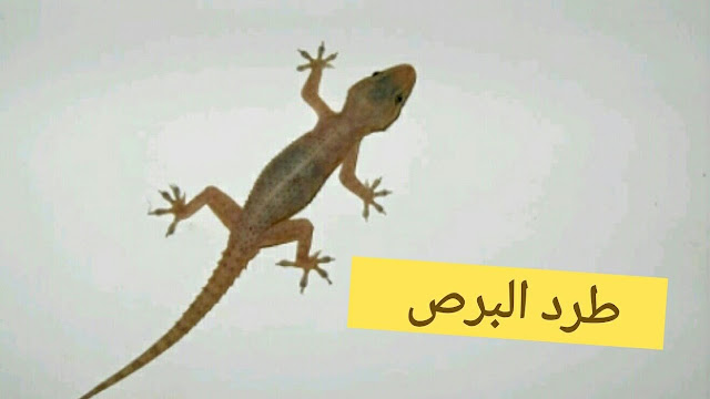 مش عرفة تخرجي البرص من البيت.... كيفية التخلص من البرص والوزغ بطرق طبيعية وآمنة