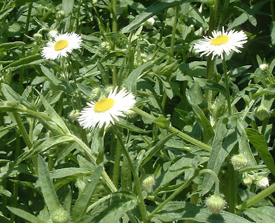 [Photo: Erigeron annuus.]