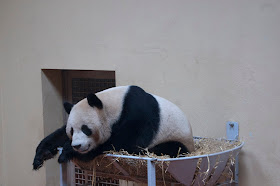 Giant panda images