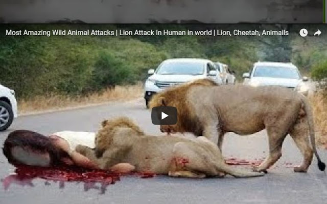  Lion Attack In Human 