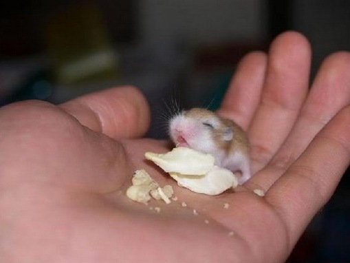 List-smallest-animals-in-the-World_www.wonders-world.com_1i