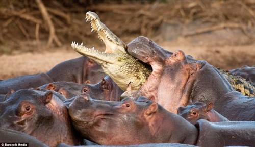 Rare Fight — Crocodile vs Hippo