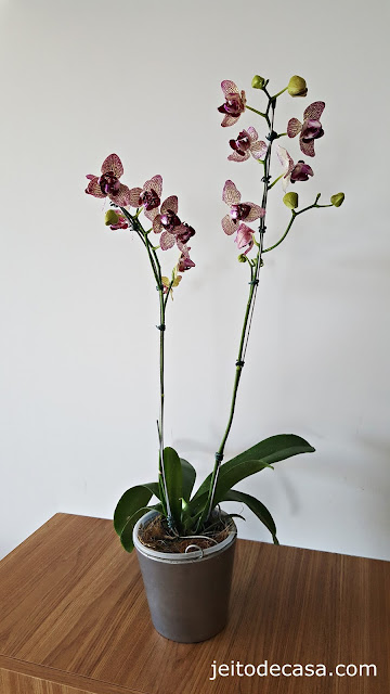 orquidea-decoração-casa