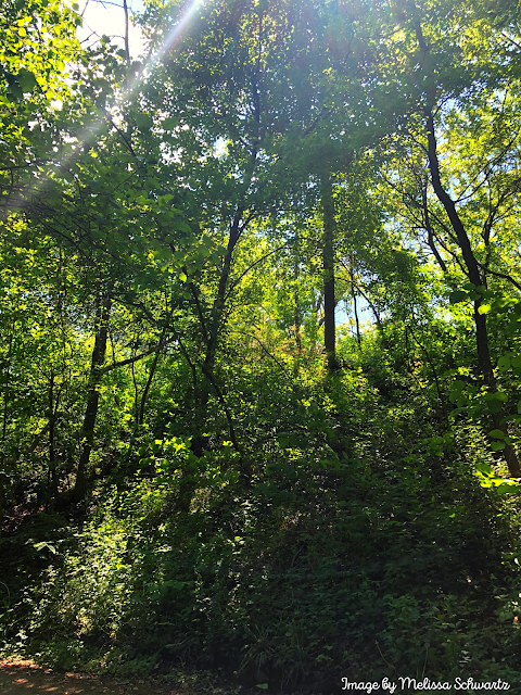 The sun highlights a ravine at Sheridan Park in Cudahy, Wisconsin.