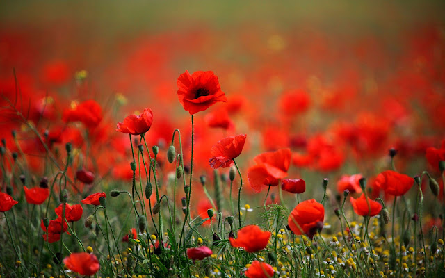 meadow with red poppies