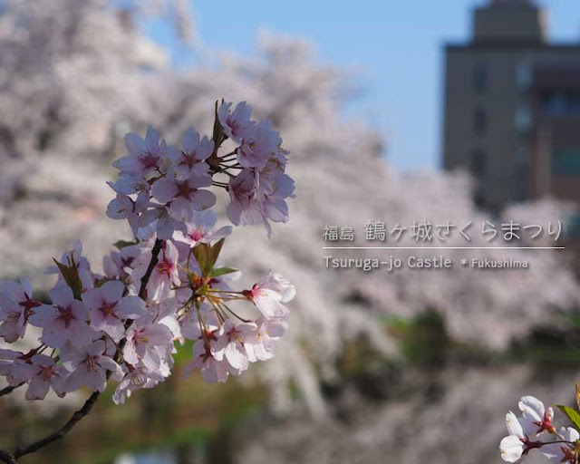 鶴ヶ城の桜がすごい！(2) 西出丸エリア