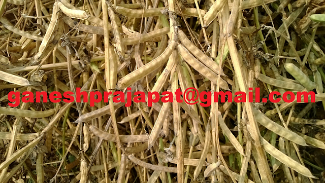 guar, guar gum, guar gum news, guar gum export-2017, guar gum export-2018, guar gum demand-2017, guar gum demand-2018, guar gum production, guar gum cultivation, guar gum cultivation consultancy, Guar, guar gum, guar price, guar gum price, guar demand, guar gum demand guar seed production, guar seed stock, guar seed consumption, guar gum cultivation, guar gum cultivation in india, Guar gum farming, guar gum export from india,Fundamentally Guar seed and guar gum are very strong , Guar, guar gum, guar price, guar gum price, guar deamand, guar gum demand, guar seed production, guar seed stock, guar seed consumption, guar gum cultivation, guar gum cultivation in india, Guar gum farming, guar gum export from india , guar seed export, guar gum export, guar gum farming, guar gum cultivation consultancy, today guar price, today guar gum price, ग्वार , ग्वार गम, ग्वार मांग, ग्वार निर्यात , ग्वार उत्पादन, ग्वार कीमत, ग्वार गम मांग 