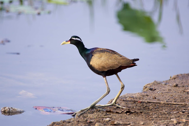 Bronze-winged Jacana (कटोई, पीपी) - Metopidius indicus