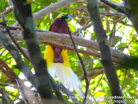 Lesser Birds of Paradise picture created using Fujifilm HS50EXR