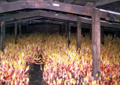 A dark shed with low roof full of forced rhubarb stalks, lit by candles