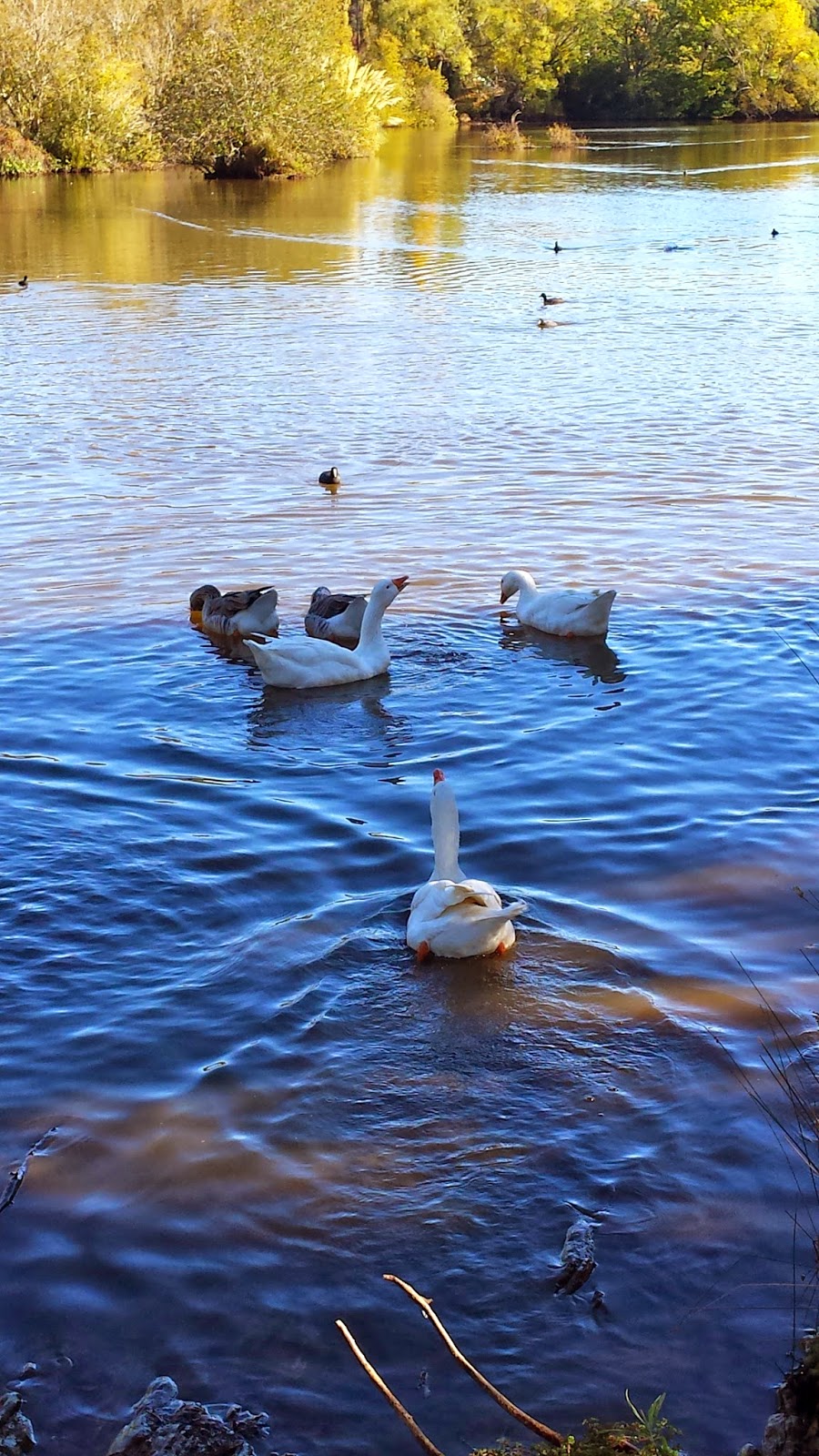 Peace Mile Trail, Lake Daylesford