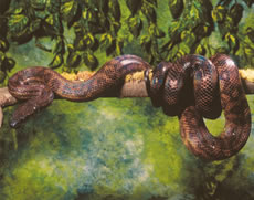 Become Ecologically Friendly: Puerto Rican Boa