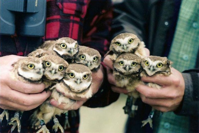 it 100 most valuable images of owls. all times and peoples