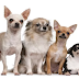 14 mai: Ziua Internațională de Apreciere a Câinelui Chihuahua