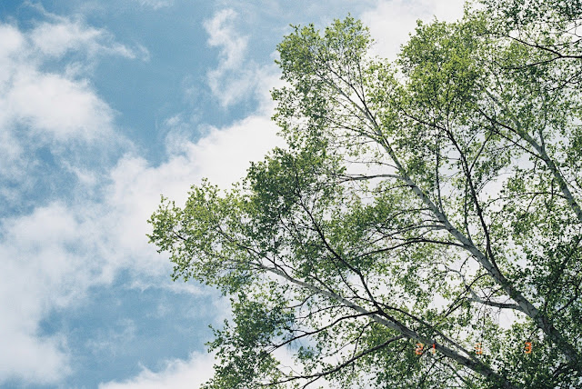 空、白樺