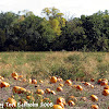 Lendt's Pumpkin Patch Wyoming Mn - Lendts Pumpkin Patch Photo Oppurtunities Wyoming Minnesota 1 Halloween Amusement - Maybe you would like to learn more about one of these?