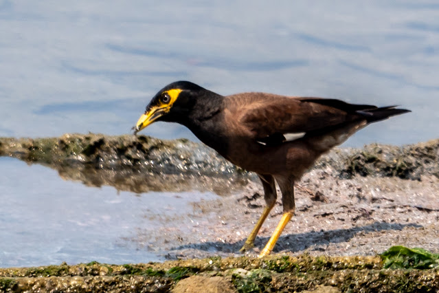 An Bui 2024 Quang Ngai - Common Myna (Sáo nâu)