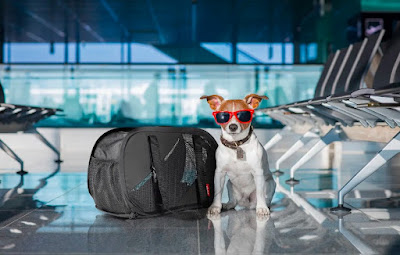 The Ultimate Guide to Pet Travel