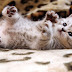 Cat Wallpaper Desktop - Cats Wallpapers Desktop 4k I Like Cats Very Much