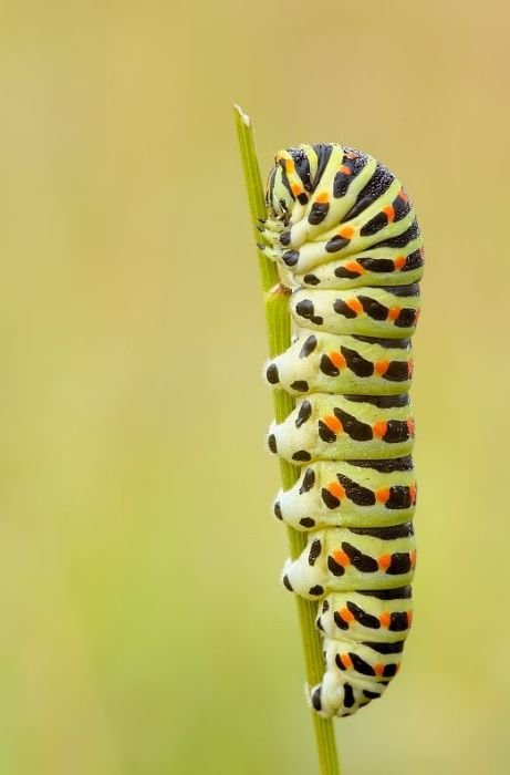 Amazing High Quality Photos Of Insects Seen On www.coolpicturegallery.us