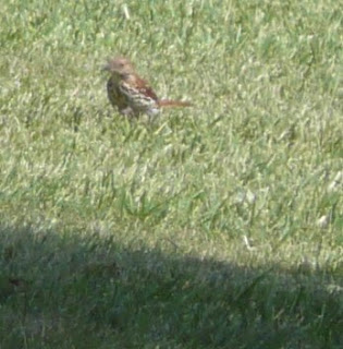 it's a thrasher not a mystery thrush