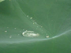 Water droplet on a leaf, (c) 2012 by Maja Trochimczyk