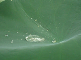 Water droplet on a leaf, (c) 2012 by Maja Trochimczyk