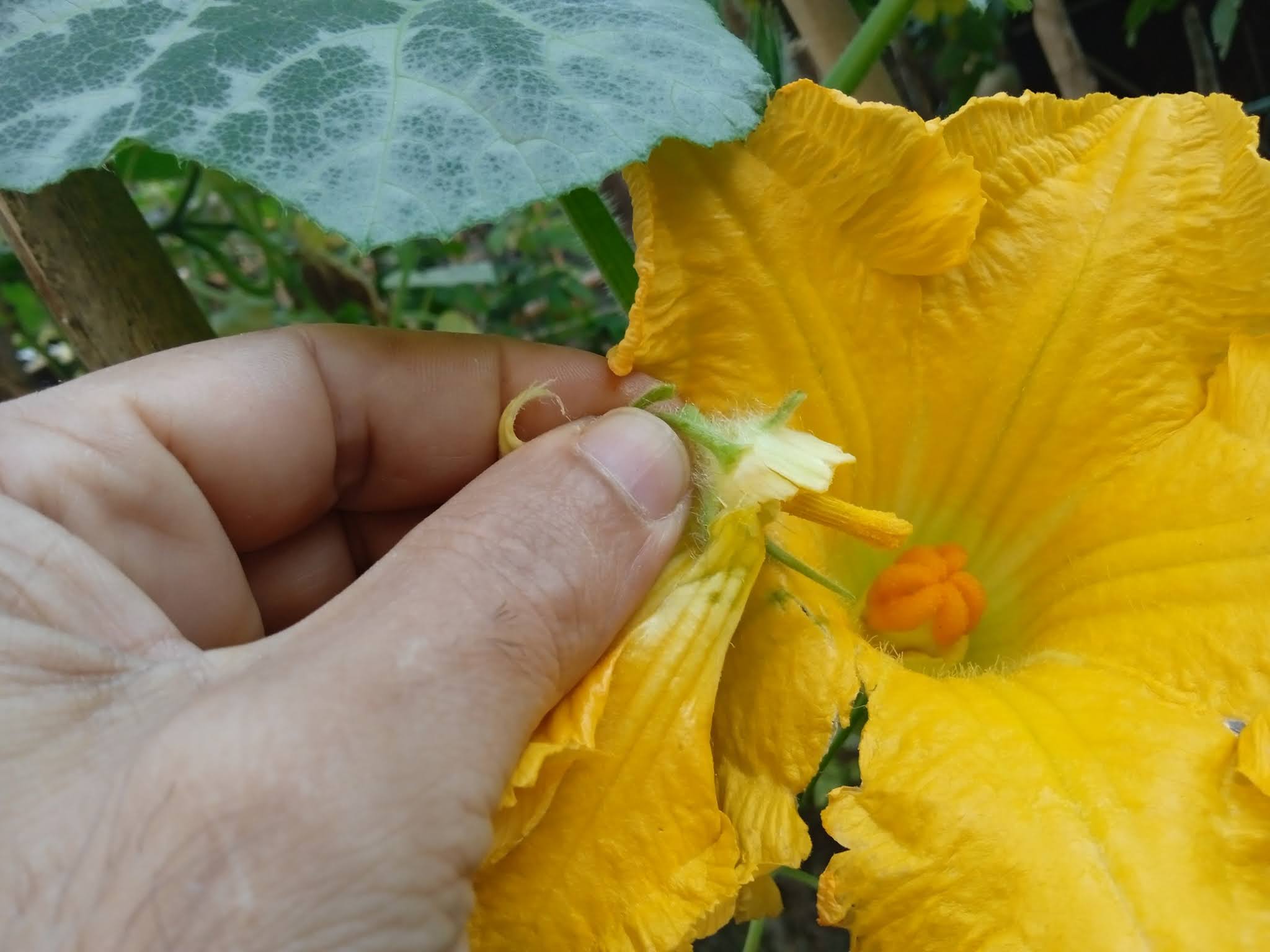 Simply take a male anther and touch it to the female stigma a couple of times, as if brushing paint. This will be enough to pollinate the stigma, which will then produce squash.