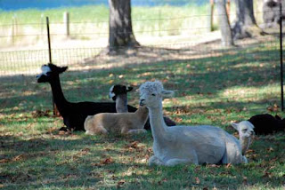 Krystal Acres Alpaca Farm San Juan Island Washington