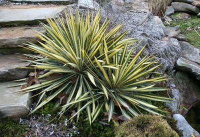 color guard yucca, yucca filamentosa