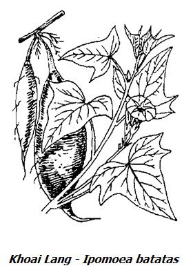 Hình vẽ Khoai Lang - Ipomoea batatas - Nguyên liệu làm thuốc Nhuận Tràng và Tẩy