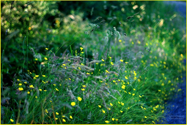 grass, flowers, green,  Summer light © Annie Japaud Photography 2013