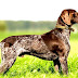 German Shorthaired Pointer