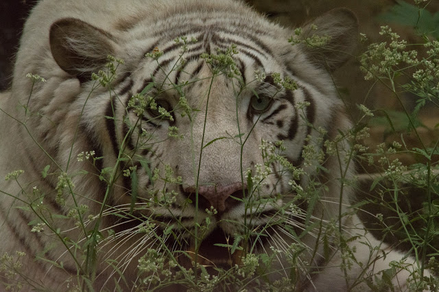 White Tiger, Titan