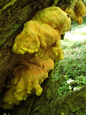 Puszcza Niepołomicka, rezerwat Lipówka, grzyby wiosenne, grzyby w maju, żółciak siarkowy, żagiew kasztanowa, twardziak łuskowaty, drewnowiec popękany