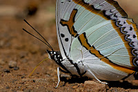 Polyura eudamippus