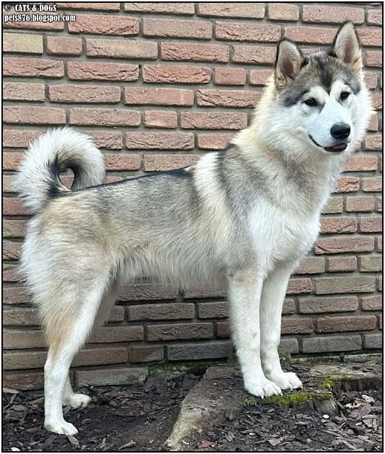 alaskan malamute