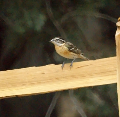 Black-headed Grosbeak