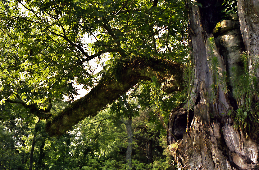 Mcmillan pecan tree photo