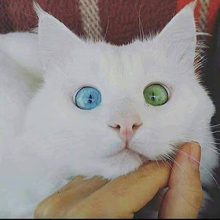 Foto gato blanco ojos dos colores