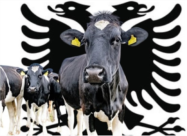 Struggle for Albanian Dairy Farmers as Milk Prices Plummet