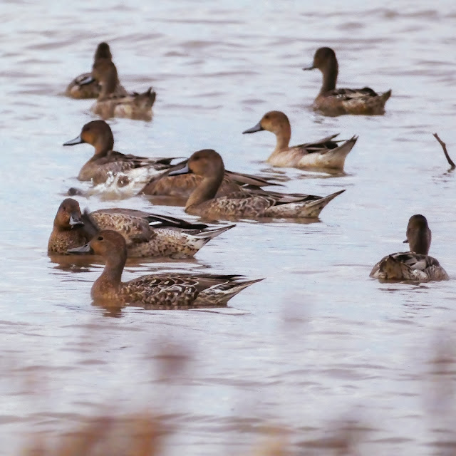 Pintail Ducks taking flight at Cosumnes River Preserve during Fall migration California