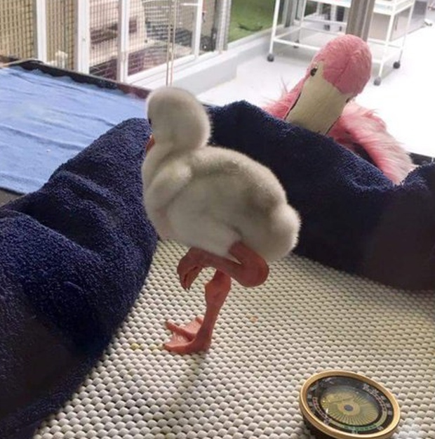 4 Gambar Pernah Nampak Anak Flamingo