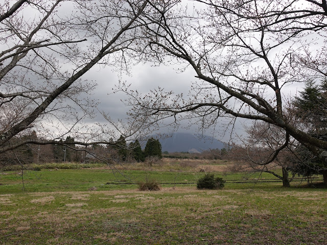 鳥取県道52号岸本江府線沿いの公園のソメイヨシノ桜